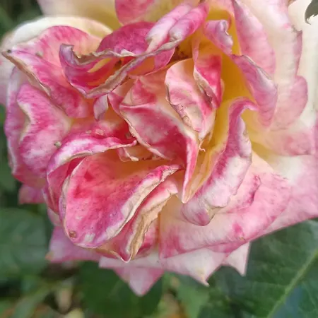 住宿加早餐酒店 Hameau Fleuri