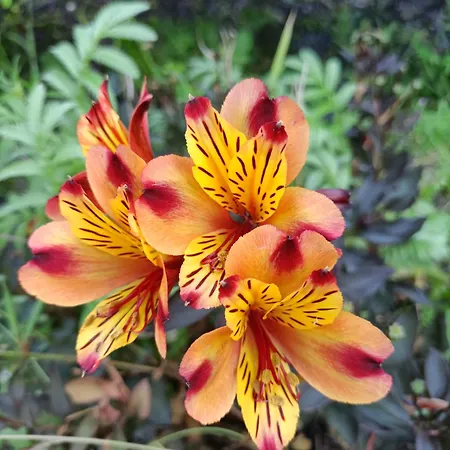 住宿加早餐酒店 Hameau Fleuri Pierrefitte-en-Auge