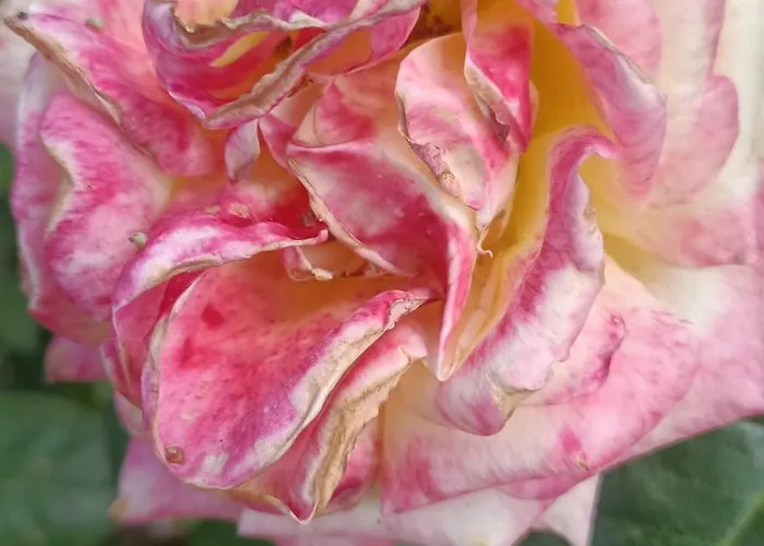 Bed & Breakfast Hameau Fleuri