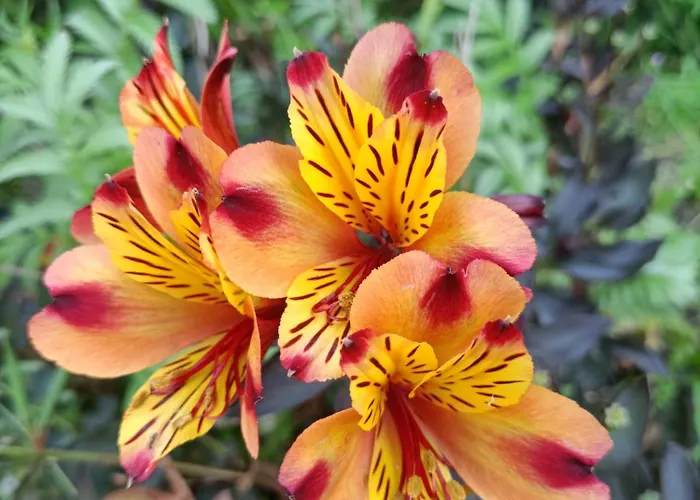 Bed & Breakfast Hameau Fleuri Pierrefitte-en-Auge